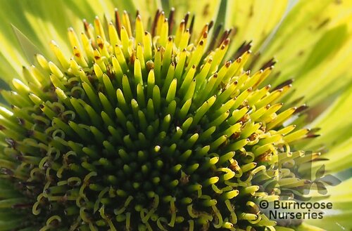 ECHINACEA purpurea 'Green Jewel' 