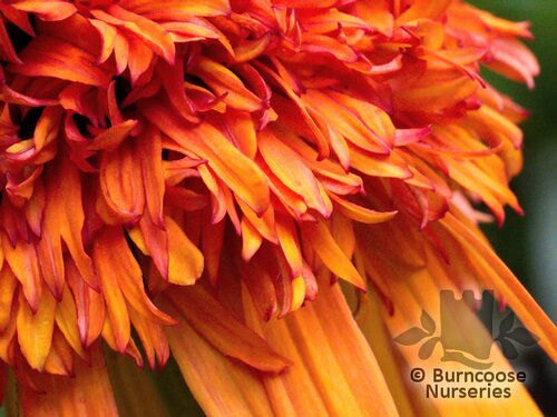 ECHINACEA 'Marmalade'  