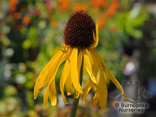 ECHINACEA paradoxa  