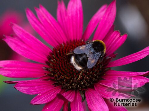 ECHINACEA purpurea 'Fatal Attraction' 
