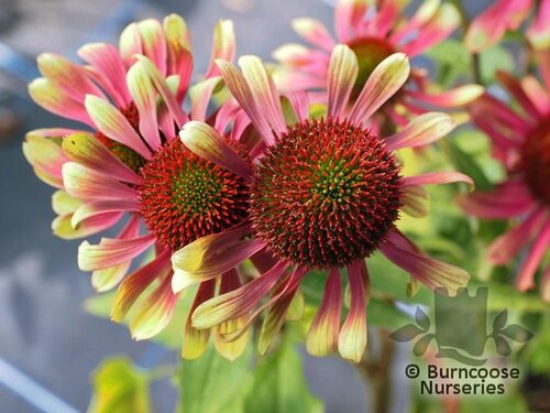 ECHINACEA purpurea 'Green Twister' 