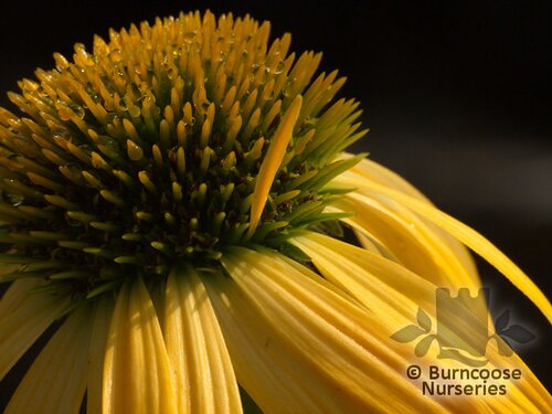ECHINACEA 'Harvest Moon'  