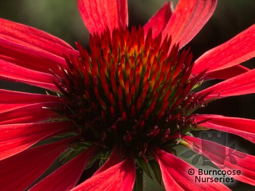 ECHINACEA 'Hot Summer'  
