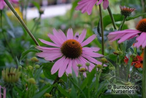ECHINACEA purpurea 'Magnus' 