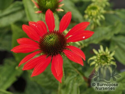 ECHINACEA 'Red Pearl'  