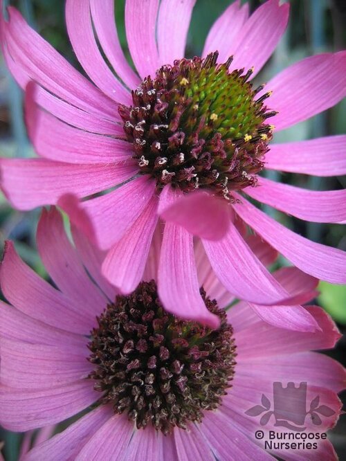 ECHINACEA tennesseensis 'Rocky Top' 