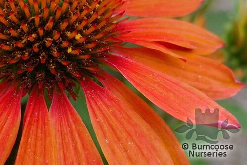ECHINACEA 'Sombrero Adobe Orange'  