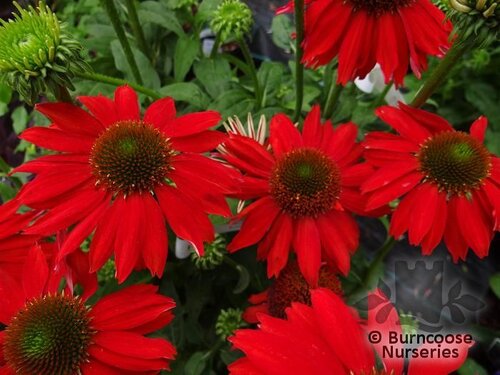 ECHINACEA 'Sombrero Salsa Red'  