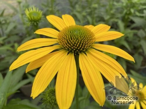 ECHINACEA 'Sombrero Yellow'  