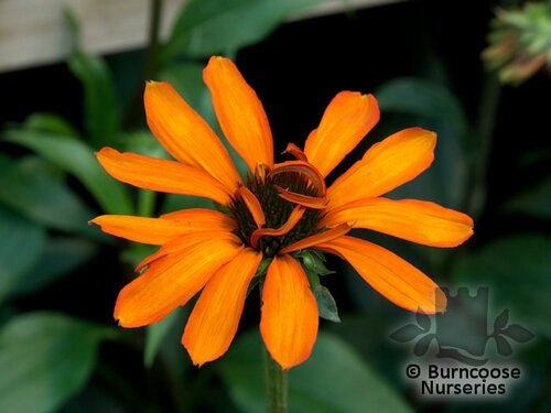 ECHINACEA 'Tiki Torch'  