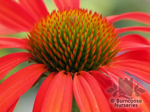 ECHINACEA 'Tomato Soup'  