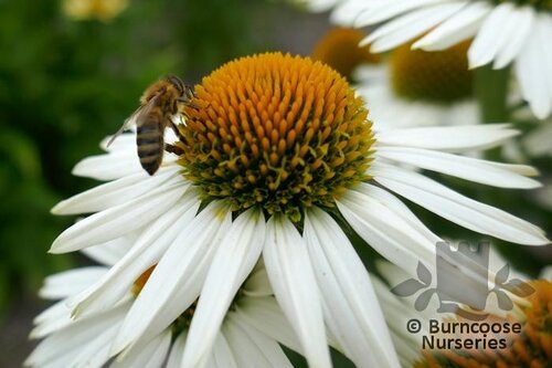 ECHINACEA 'White Meditation'  