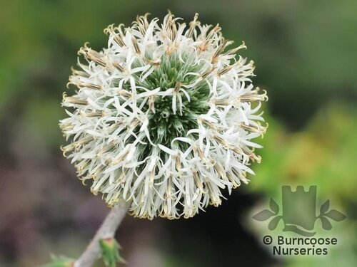 ECHINOPS sphaerocephalus 'Arctic Glow'  