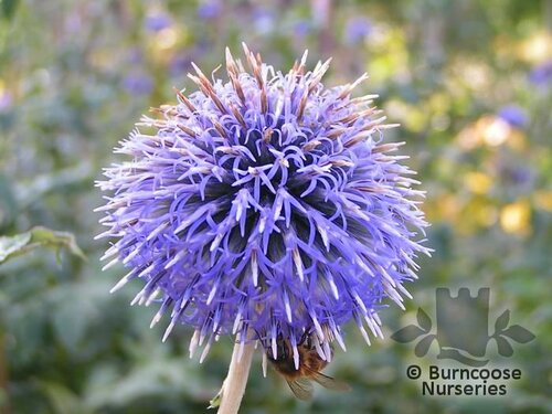 ECHINOPS   