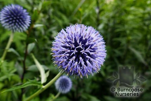 ECHINOPS bannaticus 'Taplow Blue' 