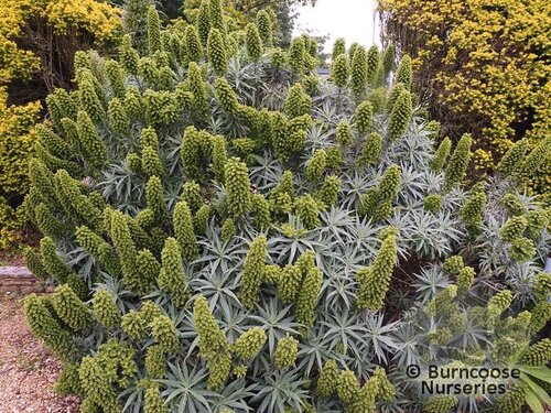 ECHIUM fastuosum  