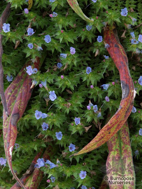 ECHIUM pininana  