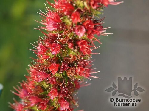ECHIUM amoenum 'Red Feathers' 