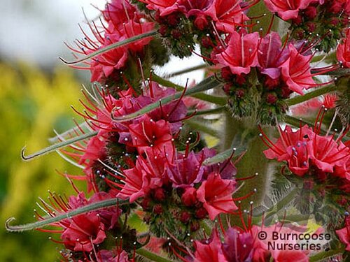 ECHIUM 'Red Rocket'  