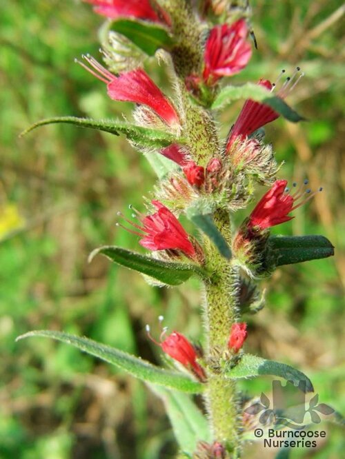 ECHIUM russicum  