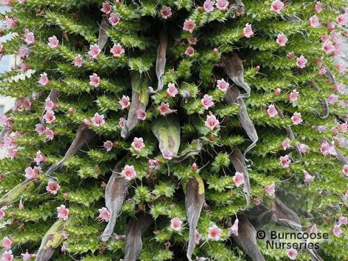 ECHIUM   