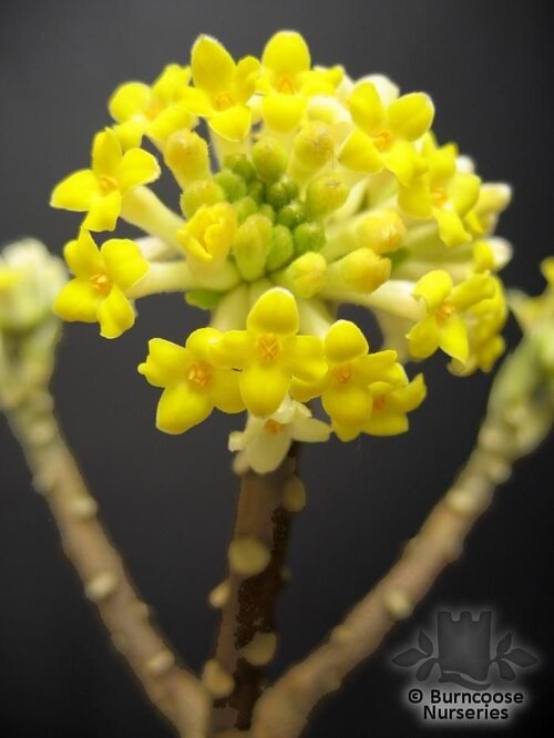 EDGEWORTHIA   