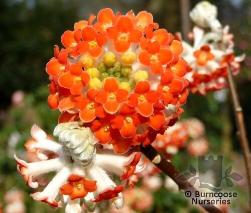 EDGEWORTHIA chrysantha 'Red Dragon' 