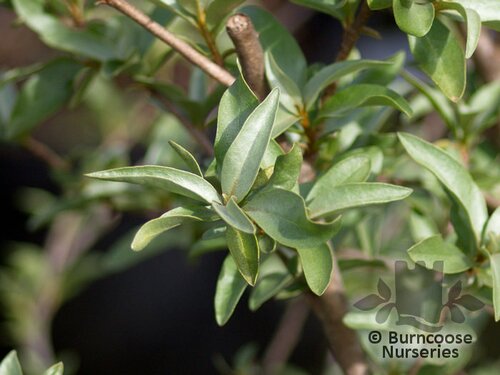 ELAEAGNUS   