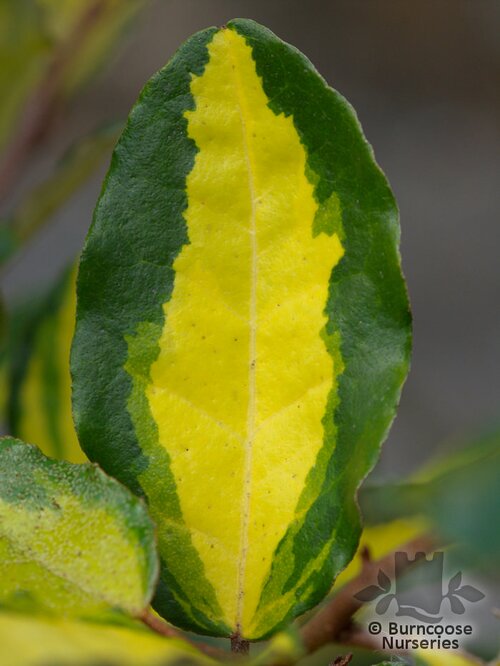 ELAEAGNUS pungens 'Maculata' 