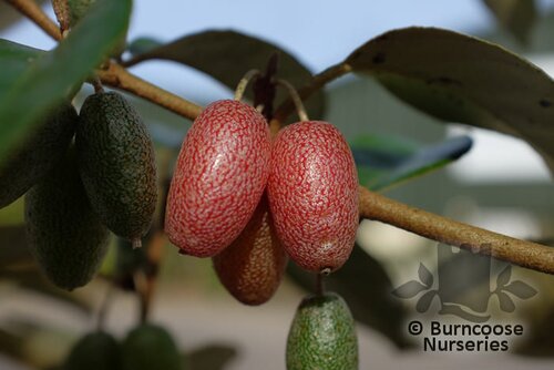 ELAEAGNUS x ebbingei  