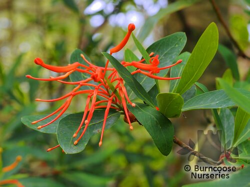 EMBOTHRIUM coccineum  