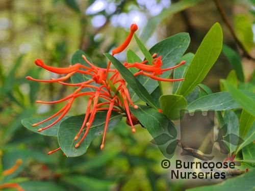 EMBOTHRIUM coccineum  