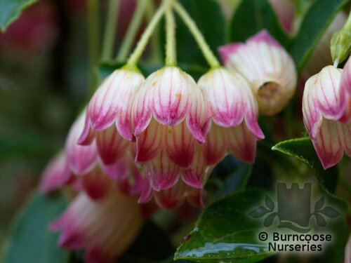 ENKIANTHUS campanulatus  