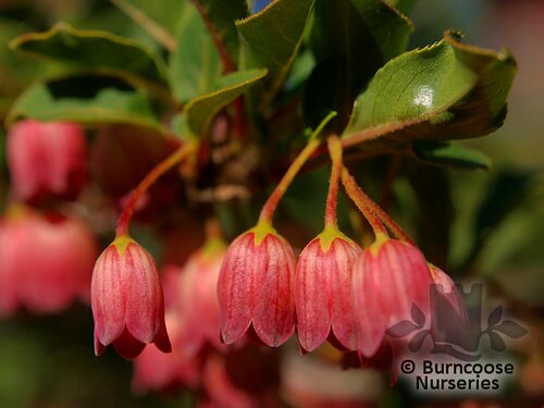 ENKIANTHUS campanulatus 'Venus' 