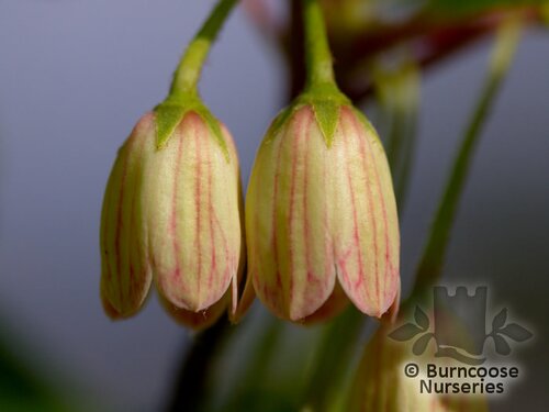 ENKIANTHUS   