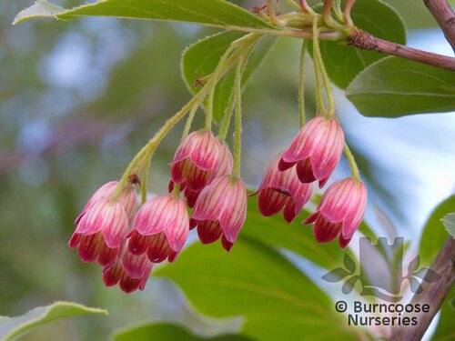 ENKIANTHUS campanulatus 'Pagoda' 