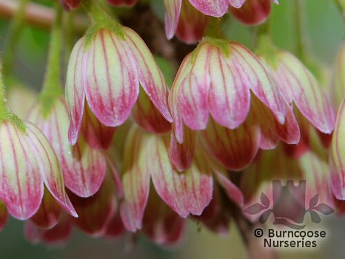 ENKIANTHUS campanulatus 'Red Bells' 