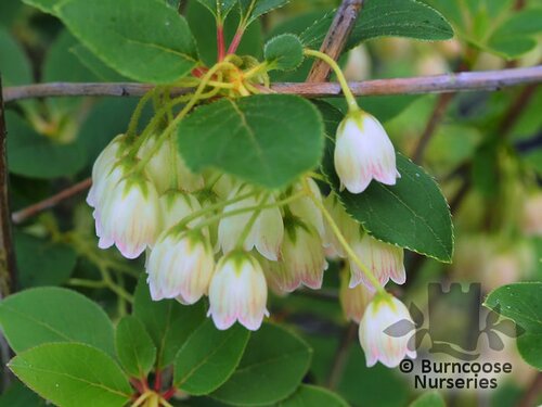 ENKIANTHUS campanulatus 'Prettycoat' 