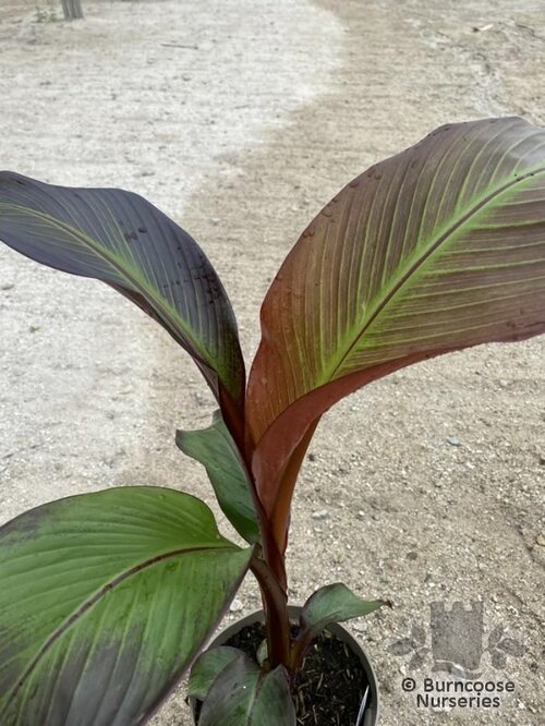 ENSETE ventricosum 'Maurelii' 