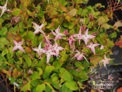 EPIMEDIUM 'Akebono'  