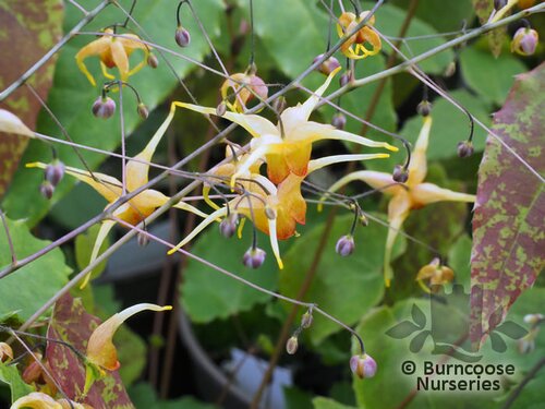 EPIMEDIUM 'Amber Queen'  
