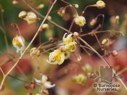 EPIMEDIUM 'Spine Tingler'  