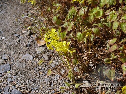 EPIMEDIUM versicolor 'Sulphureum' 