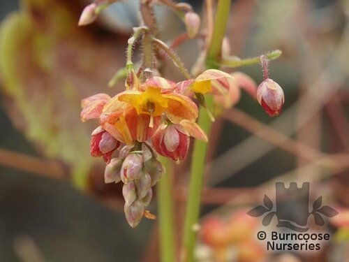 EPIMEDIUM x warleyense  