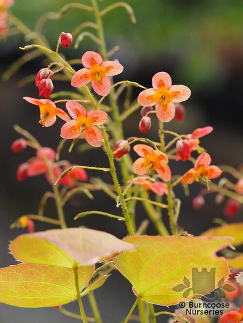 EPIMEDIUM   