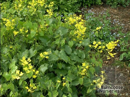 EPIMEDIUM x perralchicum 'Fröhnleiten' 