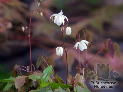 EPIMEDIUM x youngianum 'Niveum' 