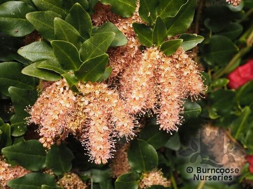ERCILLA volubilis  