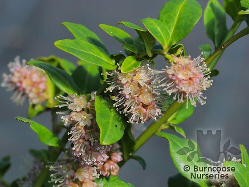 ERCILLA   