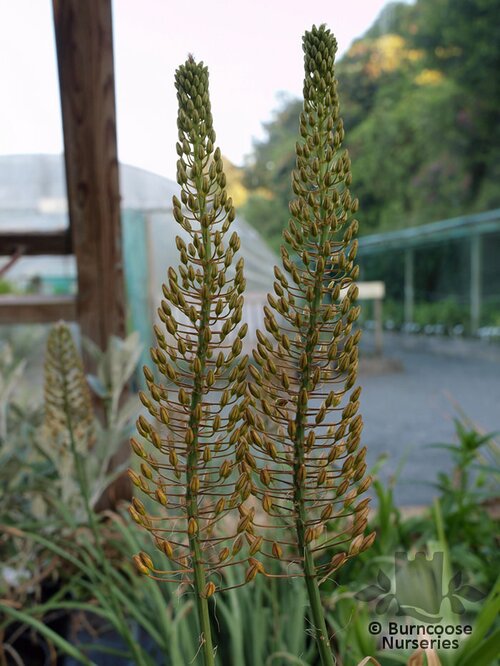 EREMURUS Ruiter Hybrids  